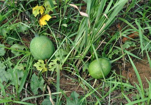 野岛吃瓜视频,揭秘娱乐圈幕后真相，带你领略明星们的真实生活