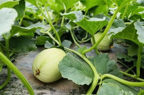 村委妇女吃瓜,共度欢乐时光