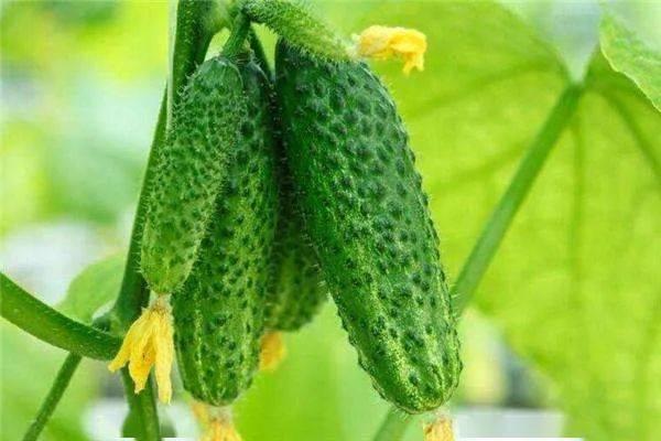 黄瓜小瓜能一起吃吗,黄瓜与小瓜的搭配食用指南