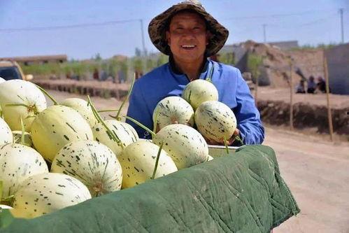 瓜州 吃瓜,探寻“吃瓜群众”的美食之源