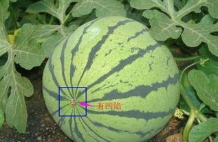 瓜不熟的瓜不摘可以吃吗,探寻成熟与收获的智慧