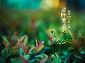 看花吃瓜诗句有哪些,古韵盎然的生活画卷