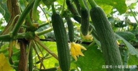 吃瓜种植时间,揭秘吃瓜种植的黄金时间