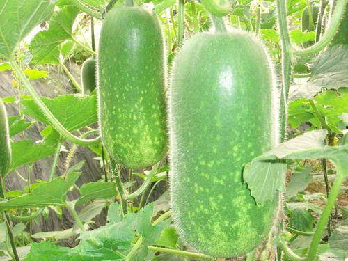 郸城吃瓜大赛,一场全民参与的吃瓜盛宴