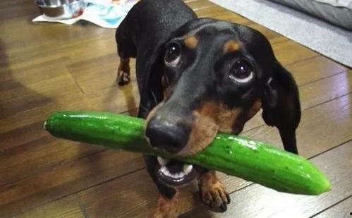 黄狗吃瓜,一场意外的美食盛宴