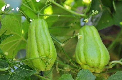 6岁男孩常吃佛手瓜好吗,营养健康好处多