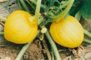 新疆栗瓜怎么吃,解锁美味新体验