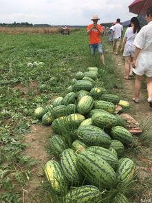 山号子会吃瓜尖,探寻民间文化的独特魅力