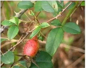 徐子吃瓜,揭秘娱乐圈幕后故事