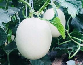 吃瓜空调,揭秘吃瓜空调的神奇魅力