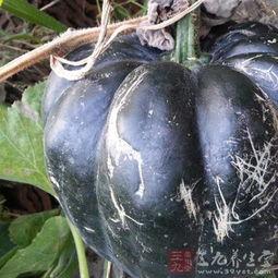 冬至吃方瓜好吗,方瓜美食，温暖滋补的选择