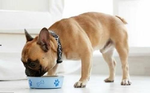 狗子吃马泡瓜,马泡瓜引发的美食冒险