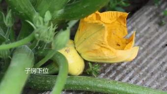 吃瓜群能进吗,揭秘能否加入的真相