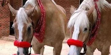 马吃两瓜,田园生活乐无边