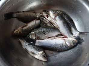 小鲫瓜吃小鱼吗,揭秘它们吃小鱼的秘密