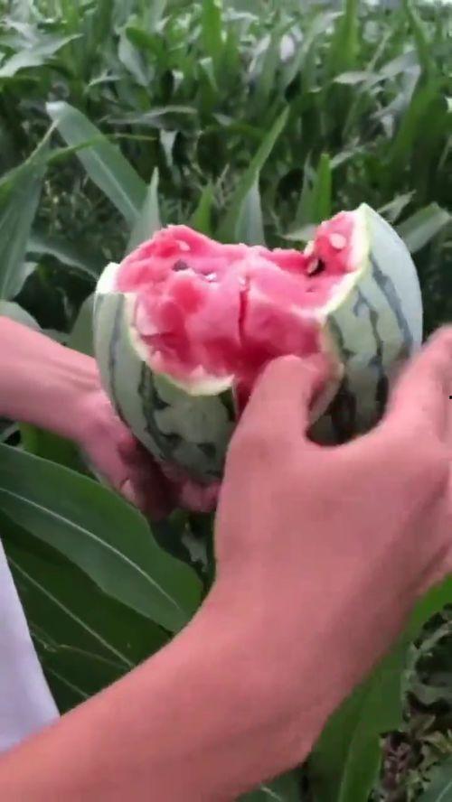 玉米地里吃瓜视频,一场别开生面的吃瓜盛宴