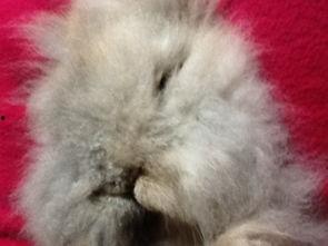 宠物兔子吃哈密瓜,哈密瓜的甜蜜诱惑