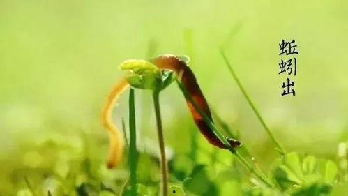 王瓜生怎么吃,多样食用方法，解锁健康美味新体验