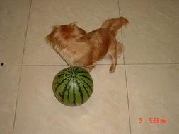 狗狗怎么吃贝贝瓜好吃,美味吃法大揭秘