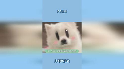 小猫吃瓜声控,小猫吃瓜声控，萌动你的心弦