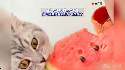 猫瓜怎么吃,解锁独特风味，尽享美味时光